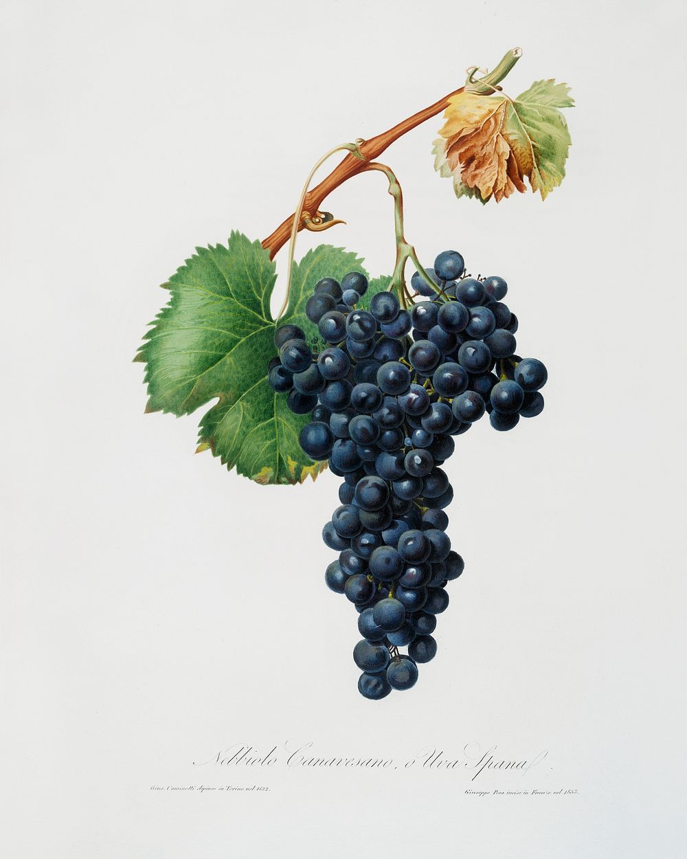 Grape Spanna (Vitis vinifera Pedemontana) from Pomona Italiana (1817 - 1839) by Giorgio Gallesio (1772-1839). Original from…