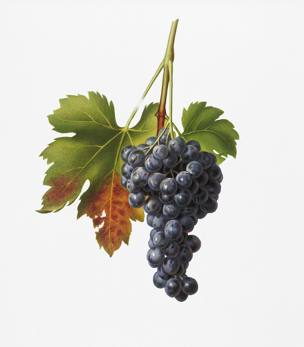 Raisin grape (Vitis vinifera circumpadana) from Pomona Italiana (1817 - 1839) by Giorgio Gallesio (1772-1839). Original from…