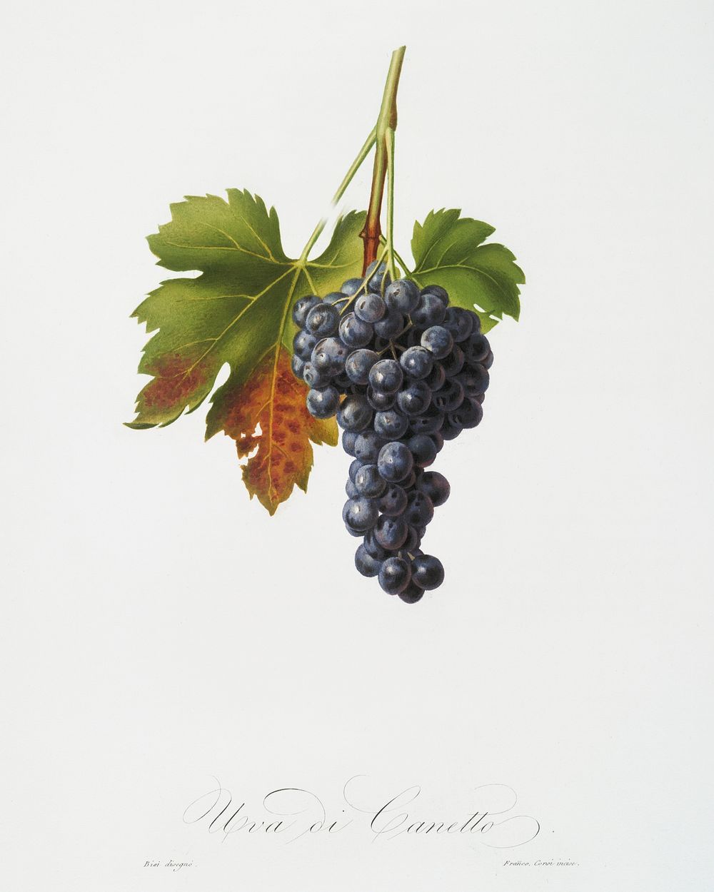 Raisin grape (Vitis vinifera circumpadana) from Pomona Italiana (1817 - 1839) by Giorgio Gallesio (1772-1839). Original from…