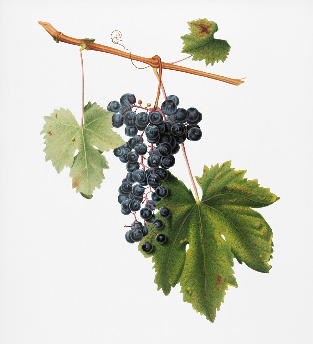 Grape Colorino (Vitis vinifera auxiliaria ) from Pomona Italiana (1817 - 1839) by Giorgio Gallesio (1772-1839). Original…