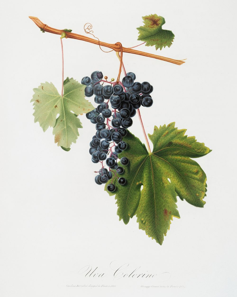 Grape Colorino (Vitis vinifera auxiliaria ) from Pomona Italiana (1817 - 1839) by Giorgio Gallesio (1772-1839). Original…