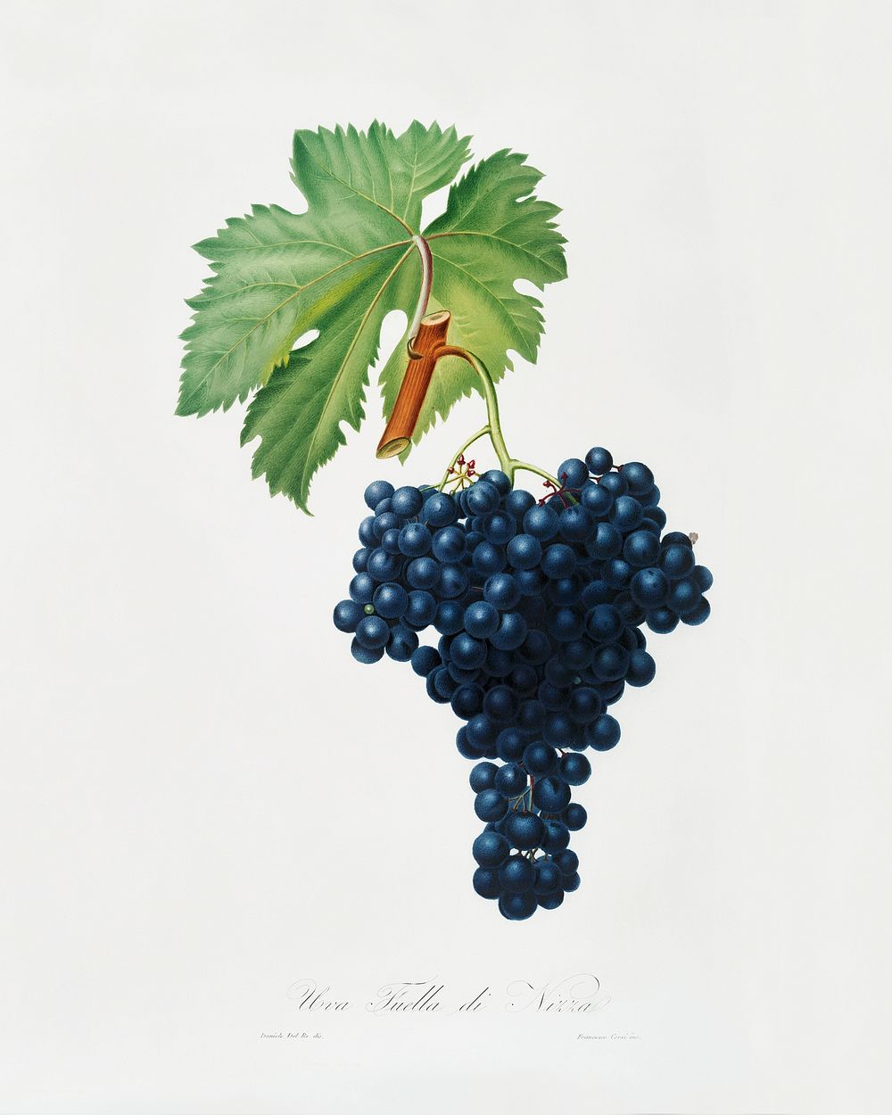 Fuella grapes (Vitis vinifera Bellettensis) from Pomona Italiana (1817 - 1839) by Giorgio Gallesio (1772-1839). Original…