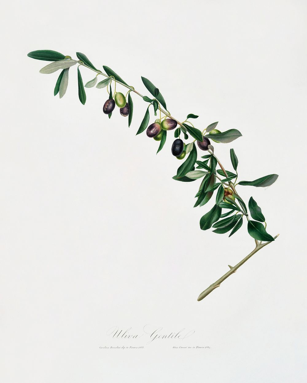 Olives (Olea sativa Italica) from Pomona Italiana (1817 - 1839) by Giorgio Gallesio (1772-1839). Original from The New York…