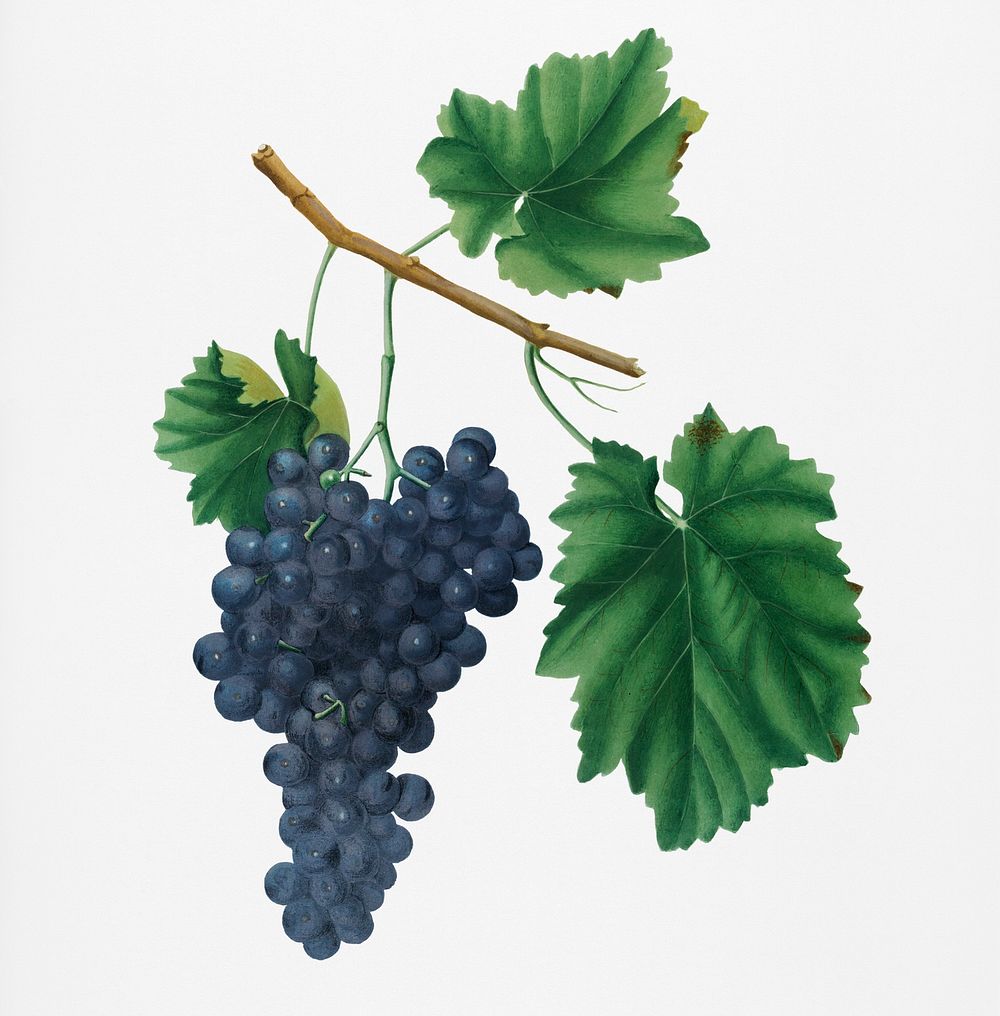 Lacrima grapes (Vitis vinifera Vallisarnensis) from Pomona Italiana (1817 - 1839) by Giorgio Gallesio (1772-1839). Original…