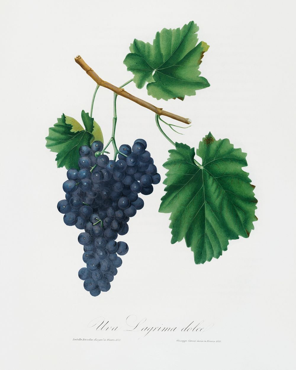 Lacrima grapes (Vitis vinifera Vallisarnensis) from Pomona Italiana (1817 - 1839) by Giorgio Gallesio (1772-1839). Original…