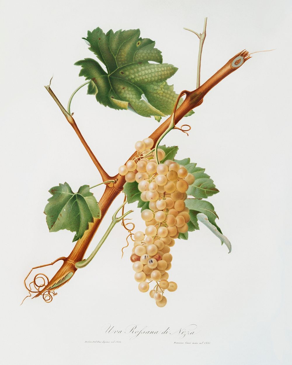 Vermentino grapes (Vitis ligustica feracissima) from Pomona Italiana (1817 - 1839) by Giorgio Gallesio (1772-1839). Original…