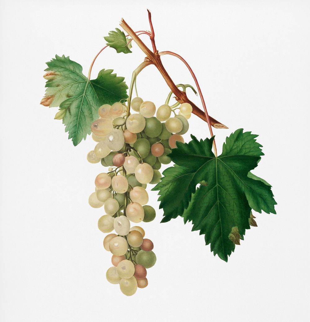 Muscat grape (Vitis vinifera Moscata) from Pomona Italiana (1817 - 1839) by Giorgio Gallesio (1772-1839). Original from New…