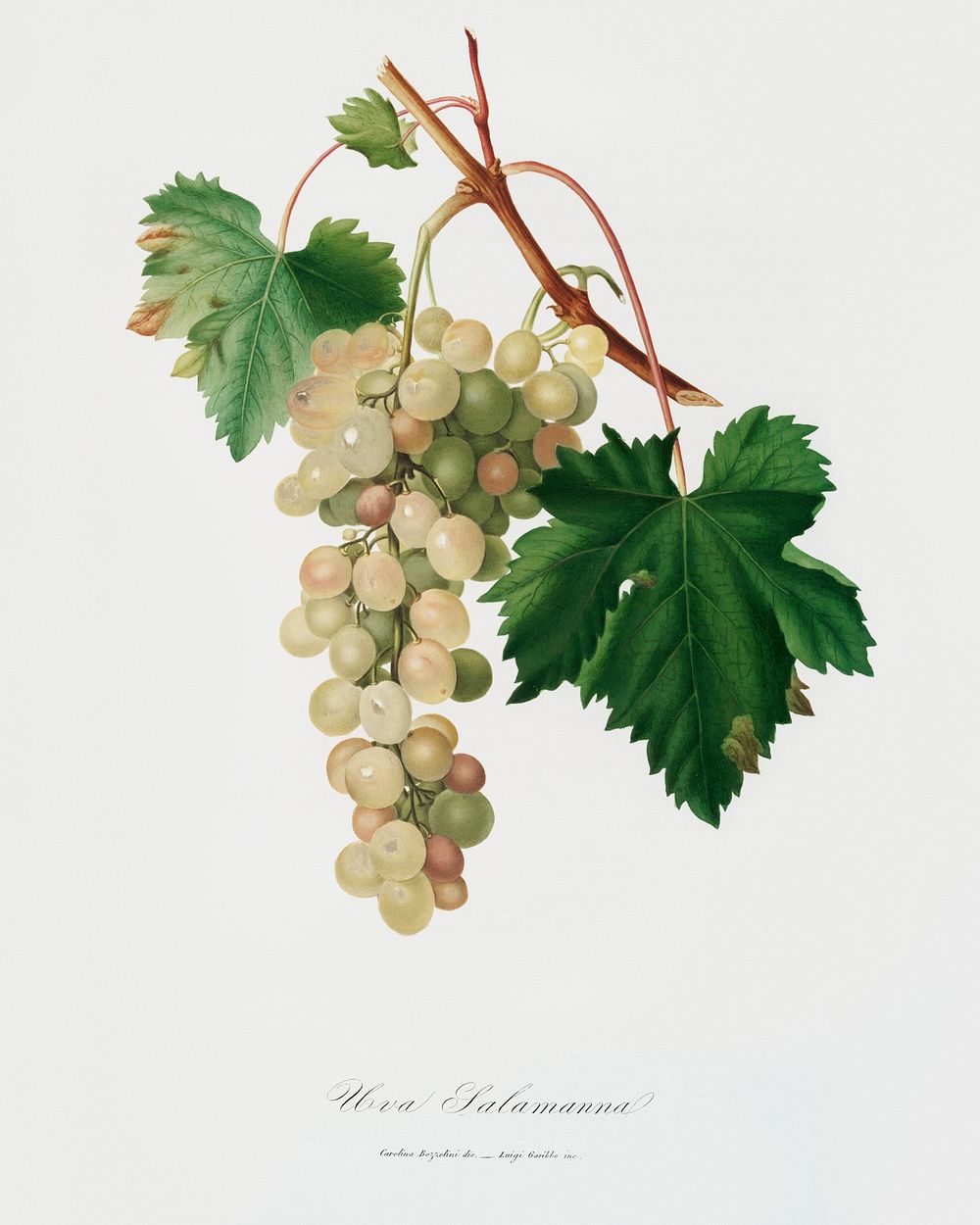 Muscat grape (Vitis vinifera Moscata) from Pomona Italiana (1817 - 1839) by Giorgio Gallesio (1772-1839). Original from The…