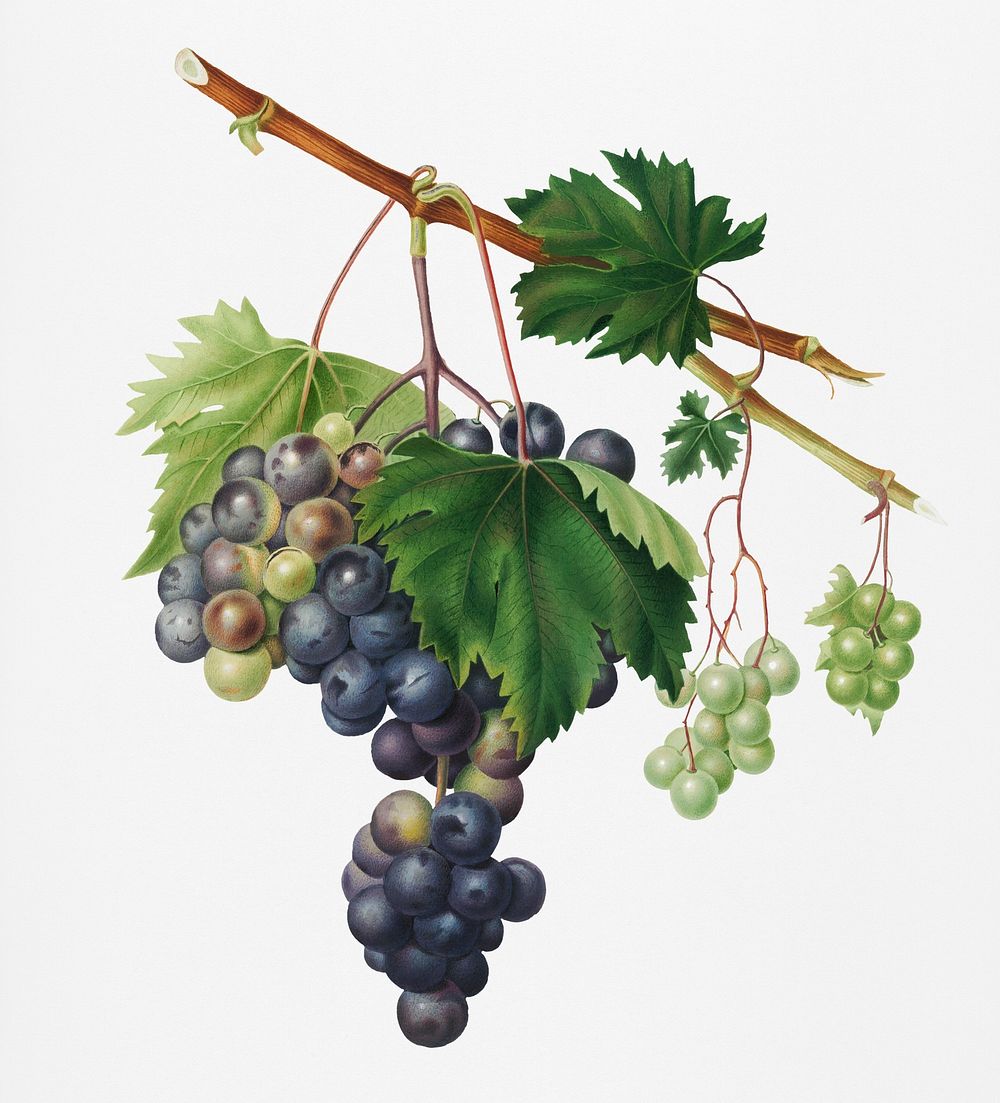 Grape from Ischia (Viti vinifera vegetatione insana) from Pomona Italiana (1817 - 1839) by Giorgio Gallesio (1772-1839).…