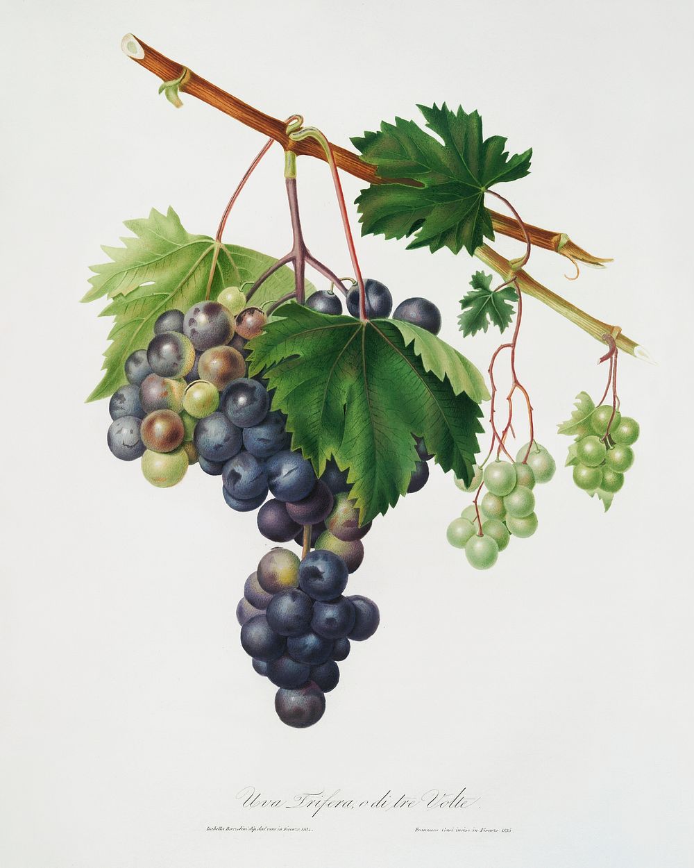 Grape from Ischia (Viti vinifera vegetatione insana) from Pomona Italiana (1817 - 1839) by Giorgio Gallesio (1772-1839).…
