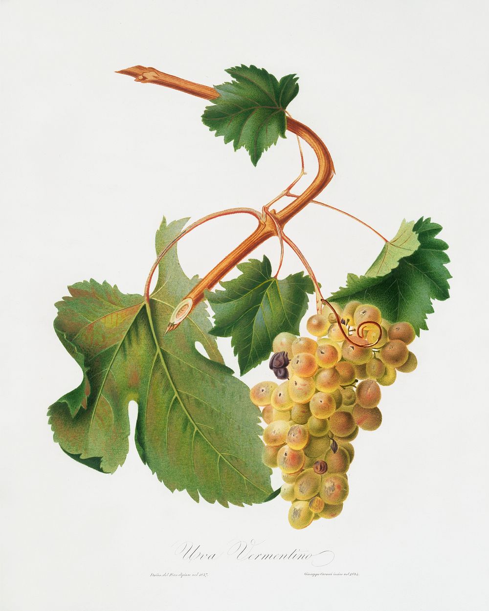 Vermentino grapes (Vitis ligustica feracissima) from Pomona Italiana (1817 - 1839) by Giorgio Gallesio (1772-1839). Original…
