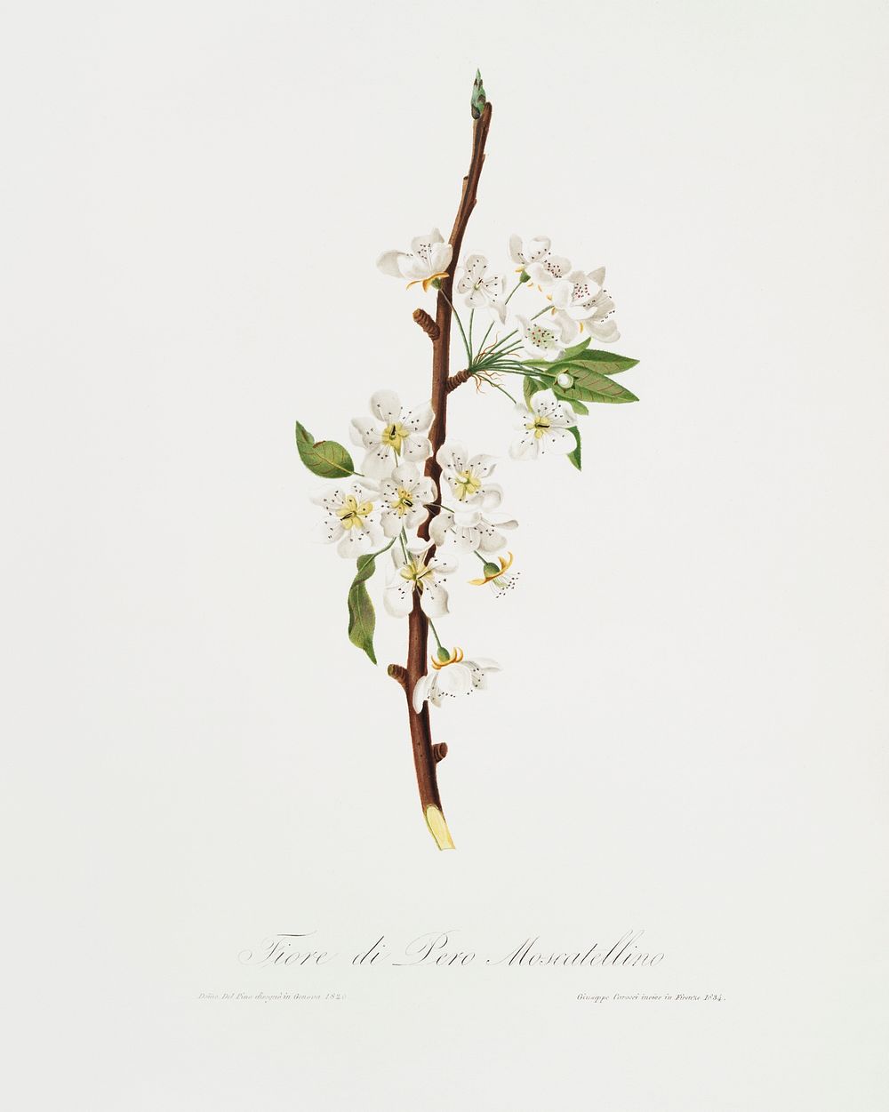 Musky pear flower (Pyrus &times; bretschneideri) from Pomona Italiana (1817 - 1839) by Giorgio Gallesio (1772-1839).…