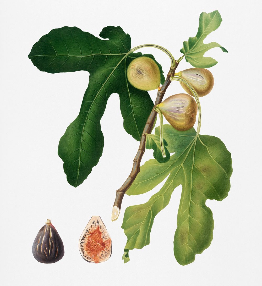 Figs (Ficus carica sativa) from Pomona Italiana (1817 - 1839) by Giorgio Gallesio (1772-1839). Original from New York public…