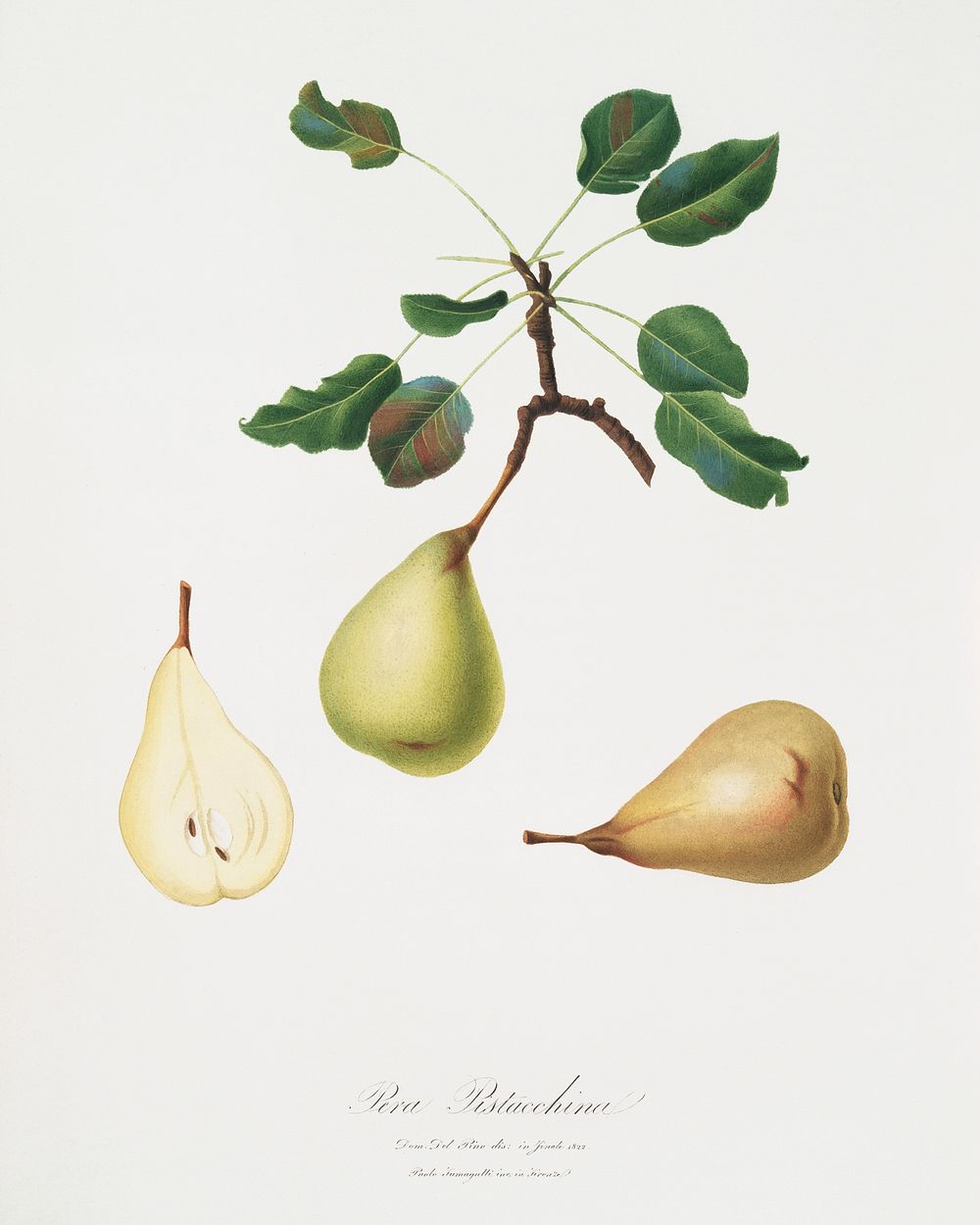 Pear (Pyrus communis) from Pomona Italiana (1817 - 1839) by Giorgio Gallesio (1772-1839). Original from The New York Public…
