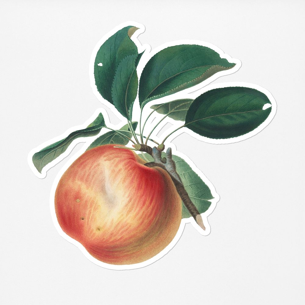 Hand drawn apple fruit sticker with a white border