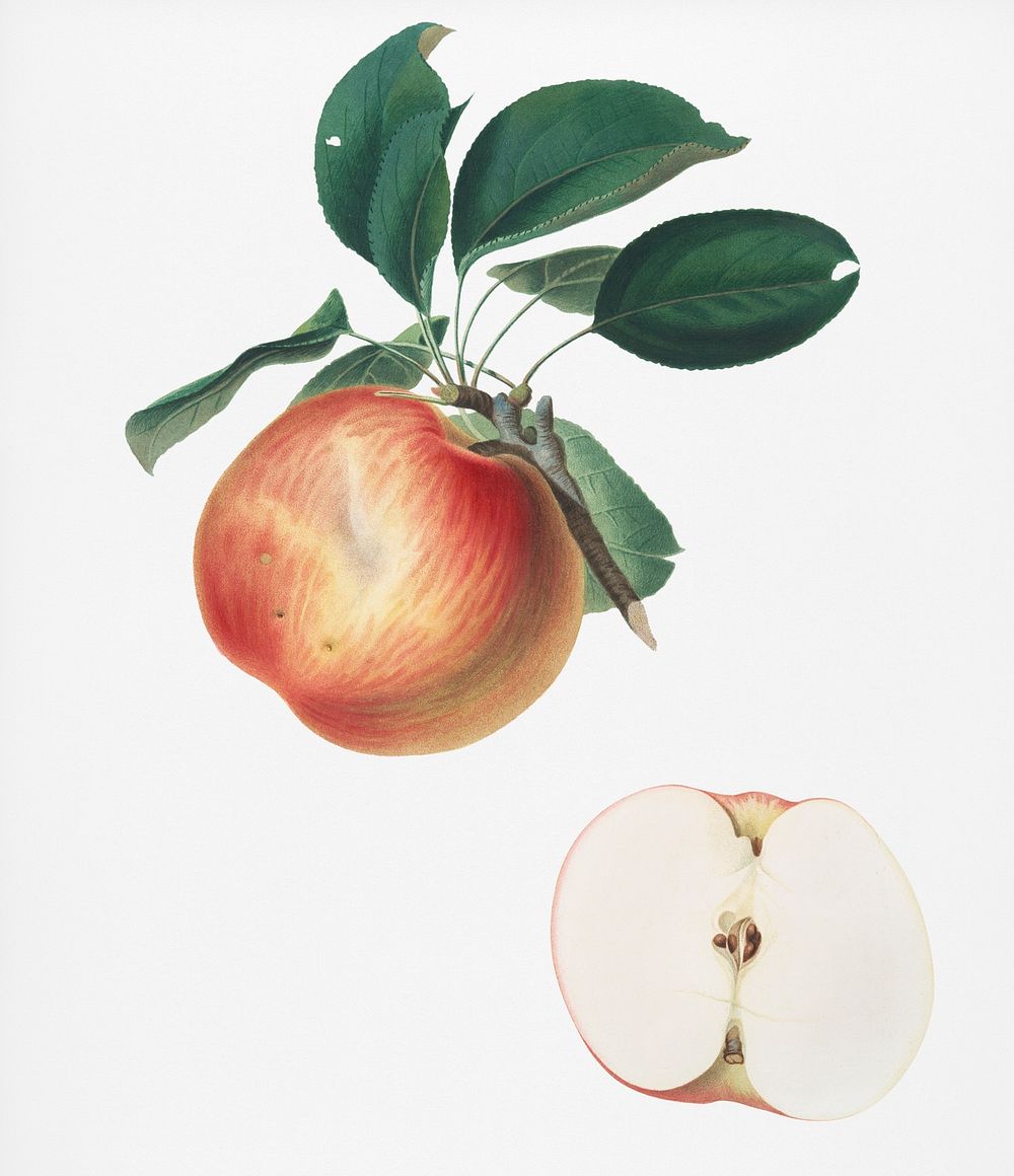 Apple (Malus domestica) from Pomona Italiana (1817 - 1839) by Giorgio Gallesio (1772-1839). Original from New York public…