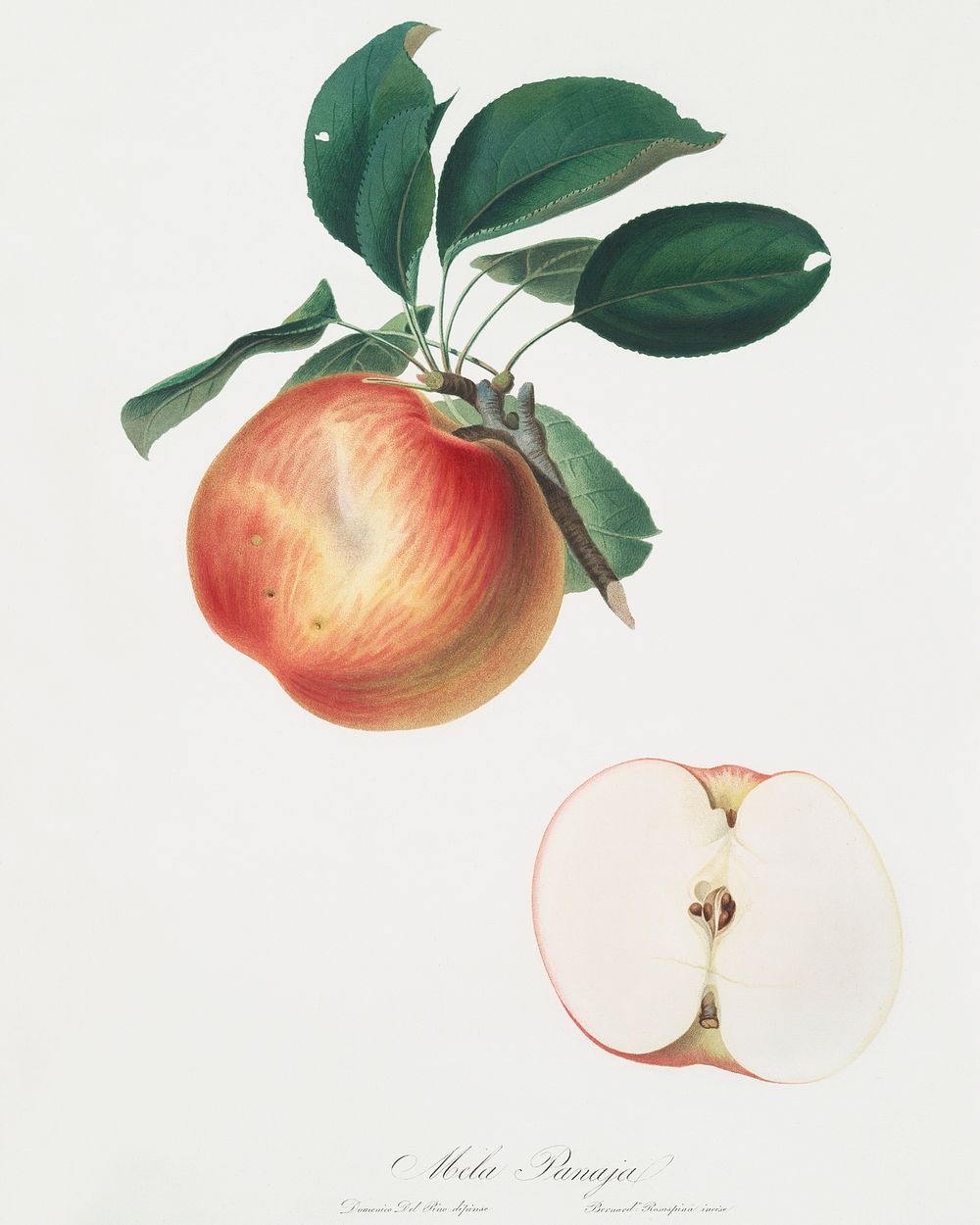 Apple (Malus domestica) from Pomona Italiana (1817 - 1839) by Giorgio Gallesio (1772-1839). Original from The New York…