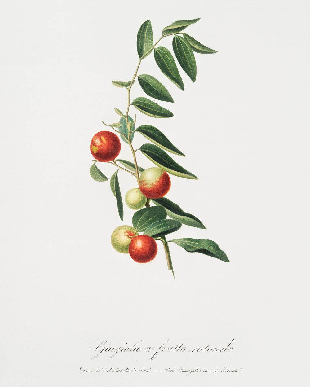 Chinese jujube (Zizphus vulgaris) from Pomona Italiana (1817 - 1839) by Giorgio Gallesio (1772-1839). Original from The New…