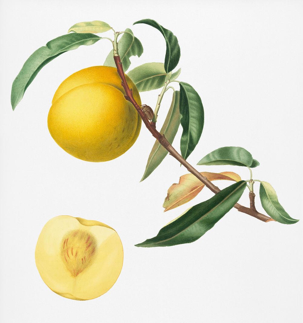 Peach (Prunus persica) from Pomona Italiana (1817 - 1839) by Giorgio Gallesio (1772-1839). Original from New York public…