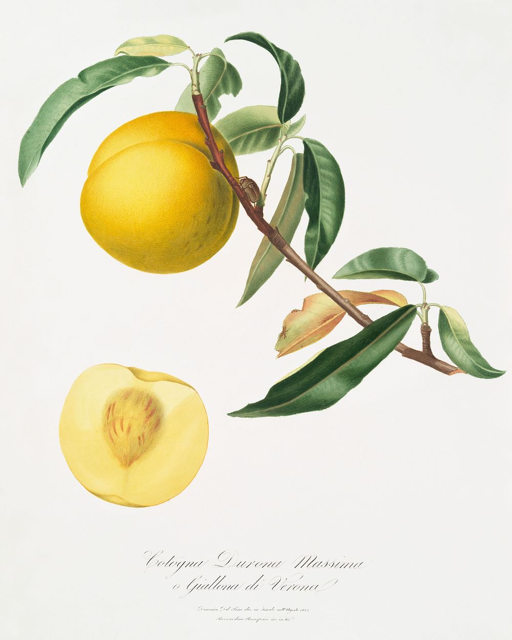 Peach (Prunus persica) from Pomona Italiana (1817 - 1839) by Giorgio Gallesio (1772-1839). Original from The New York Public…