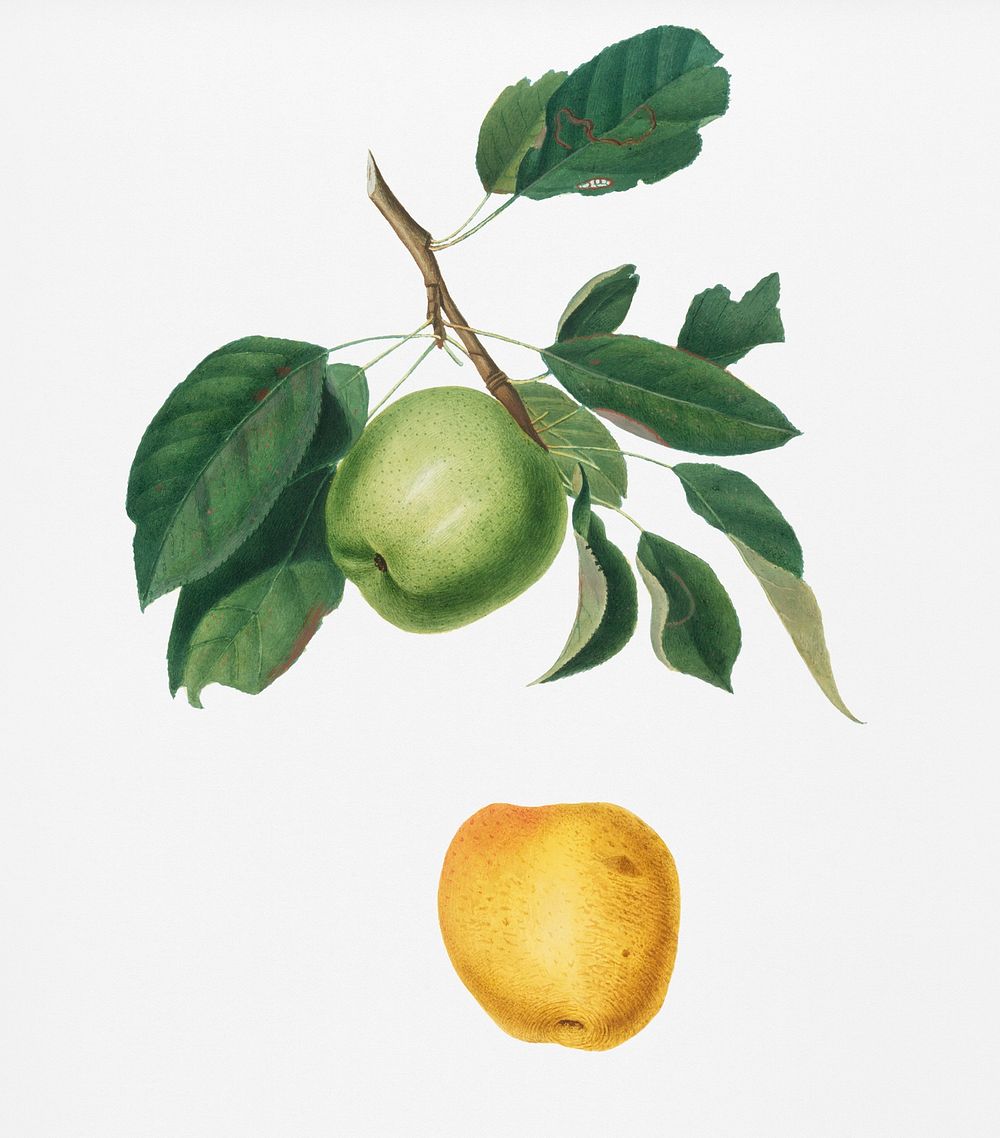 Apple (Malus pumila) from Pomona Italiana (1817 - 1839) by Giorgio Gallesio (1772-1839). Original from New York public…