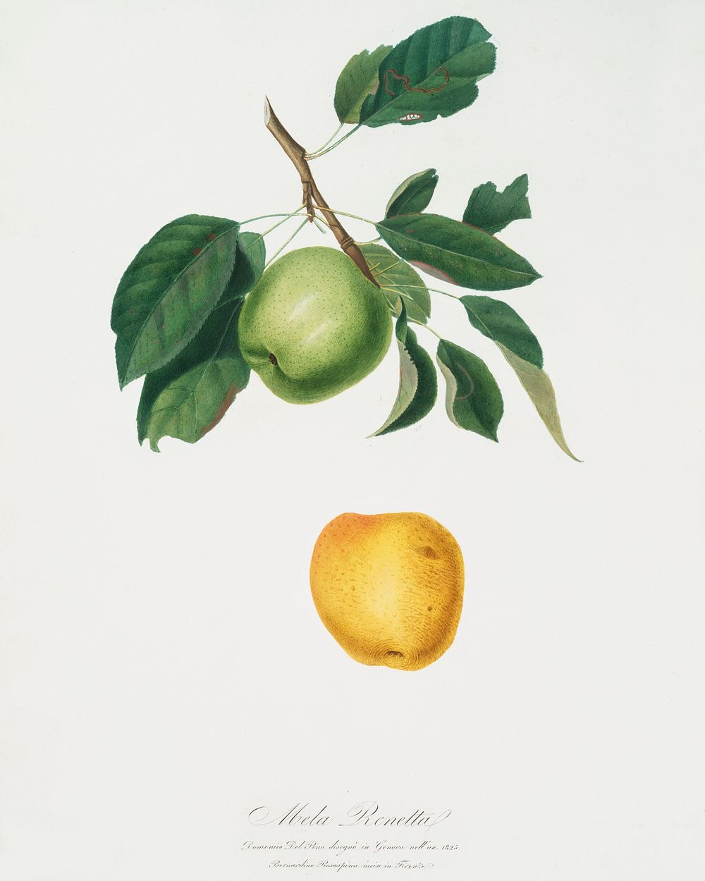 Apple (Malus pumila) from Pomona Italiana (1817 - 1839) by Giorgio Gallesio (1772-1839). Original from The New York Public…