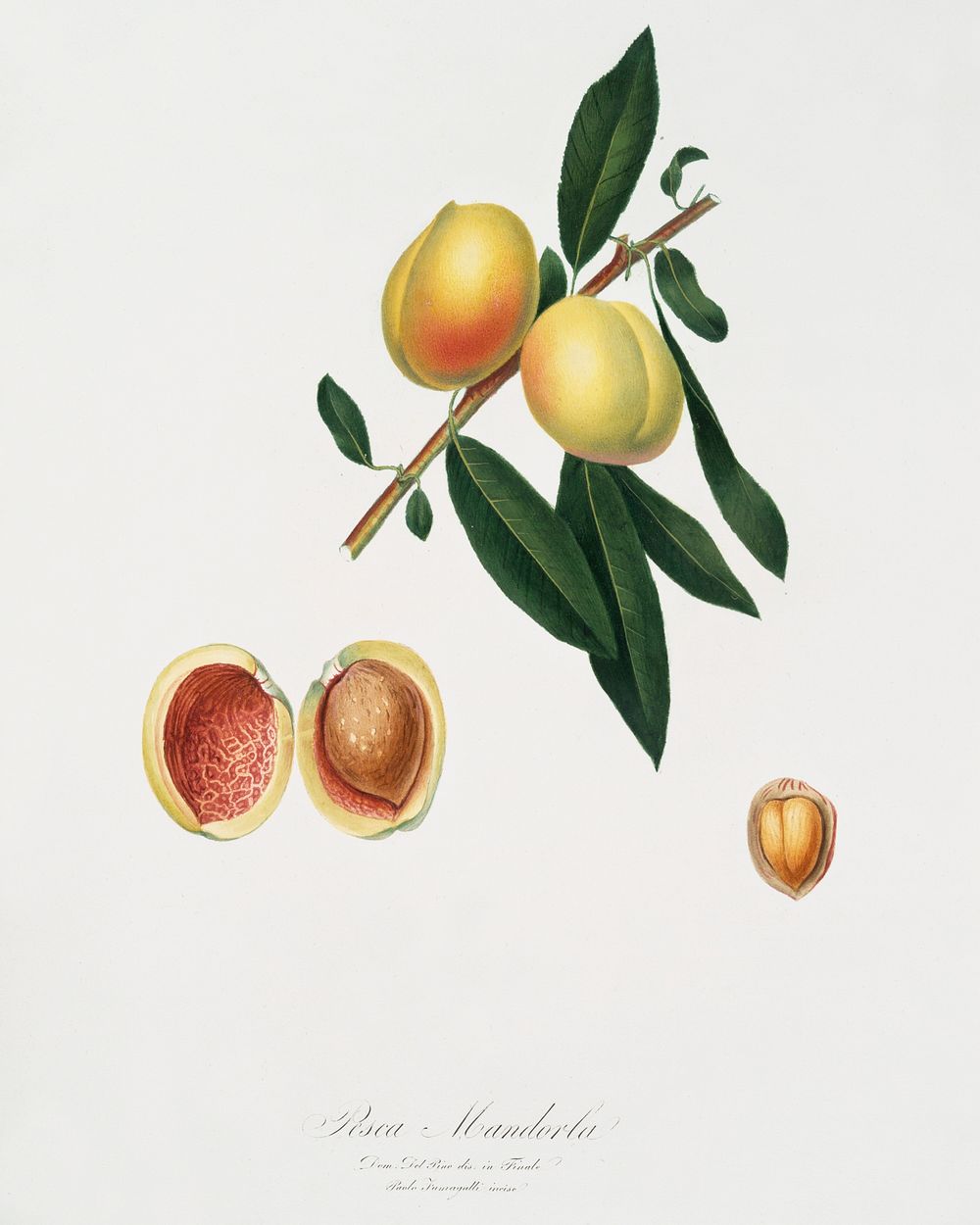 Peach (Persica amygdalus) from Pomona Italiana (1817 - 1839) by Giorgio Gallesio (1772-1839). Original from The New York…