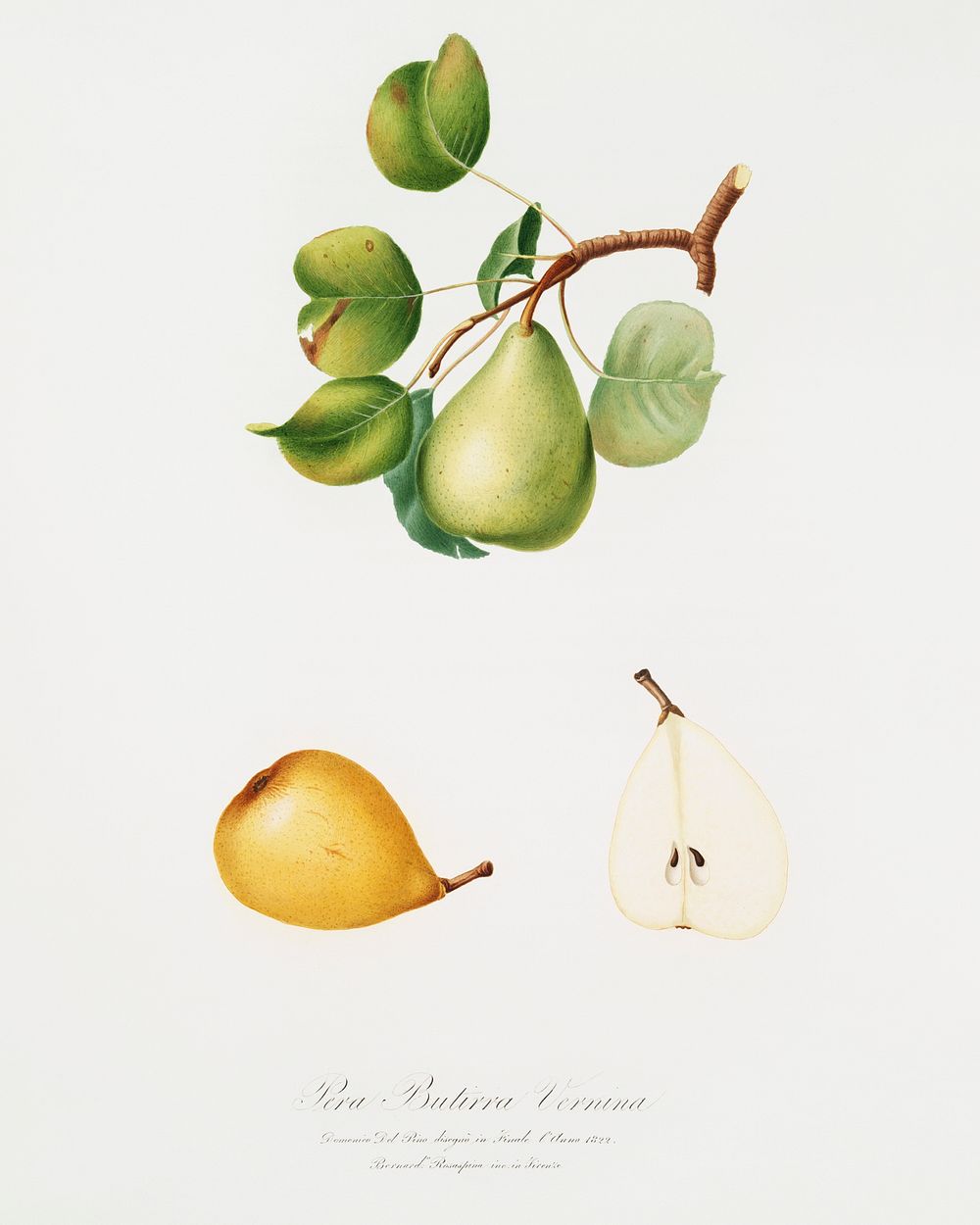 Pear (Pyrus Luisa) from Pomona Italiana (1817 - 1839) by Giorgio Gallesio (1772-1839). Original from The New York Public…