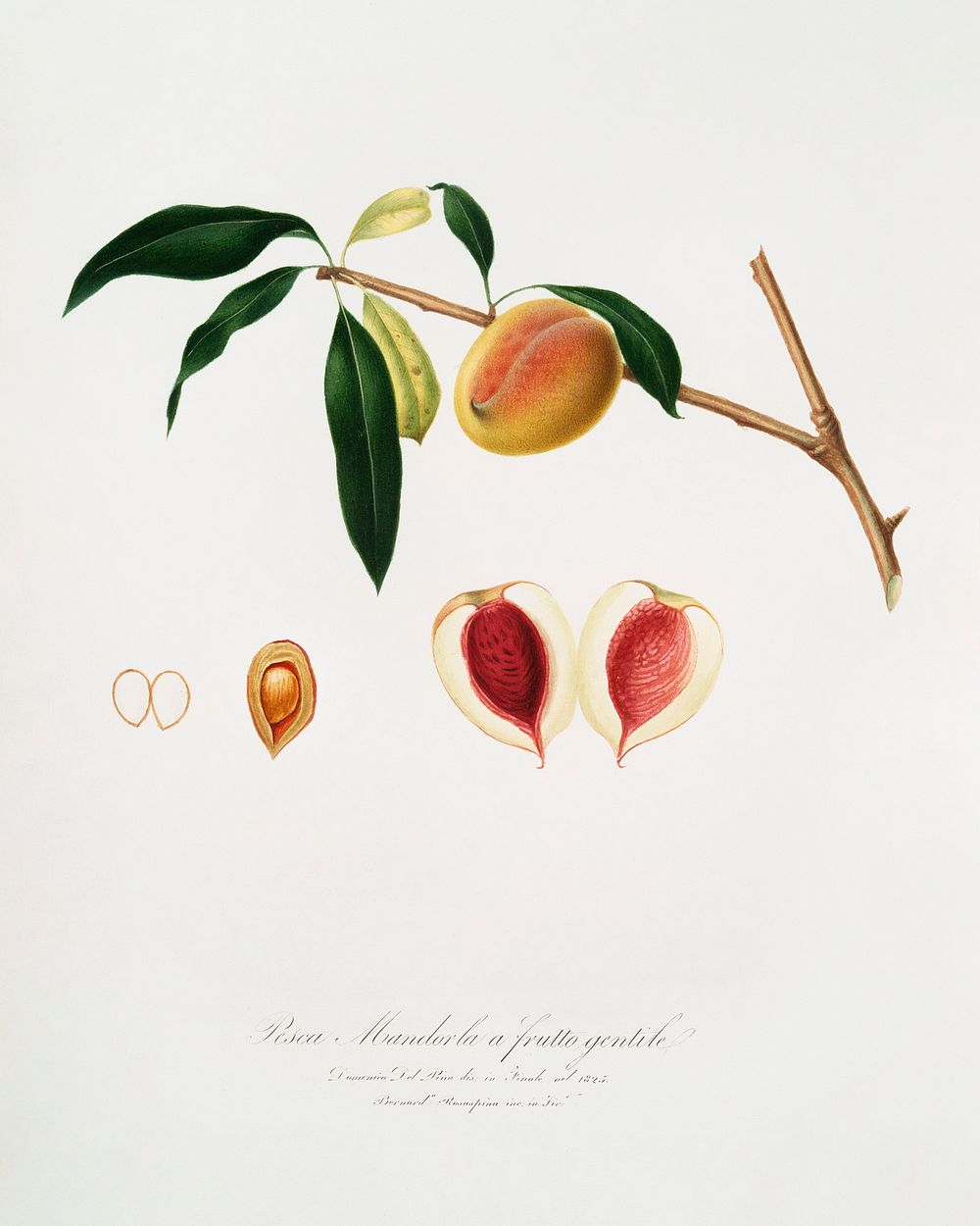 Peach (Persica amygdalus) from Pomona Italiana (1817 - 1839) by Giorgio Gallesio (1772-1839). Original from The New York…