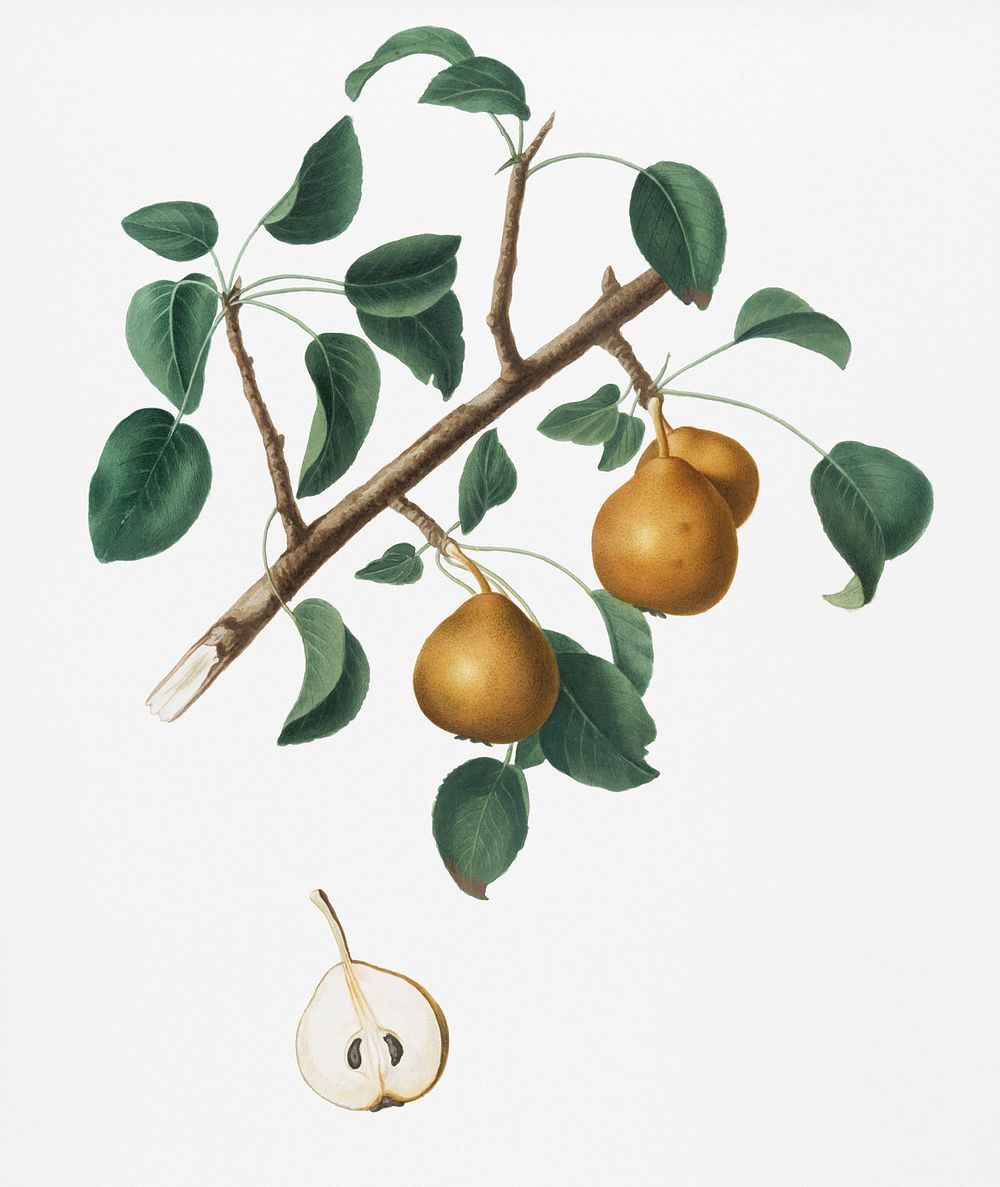 Seckel pear (Pyrus &times; serrulata) from Pomona Italiana (1817 - 1839) by Giorgio Gallesio (1772-1839). Original from New…
