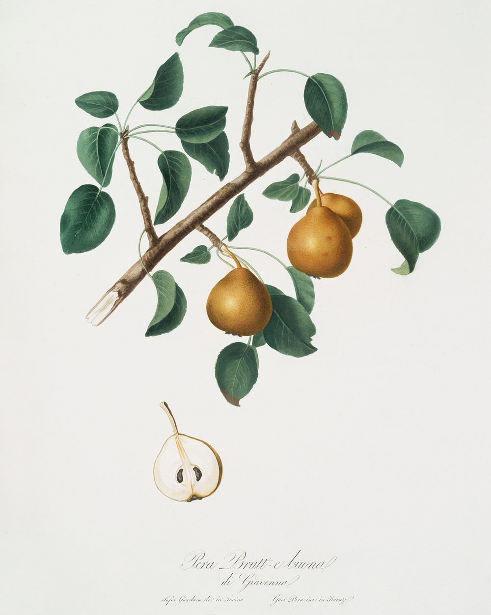 Seckel pear (Pyrus &times; serrulata) from Pomona Italiana (1817 - 1839) by Giorgio Gallesio (1772-1839). Original from The…