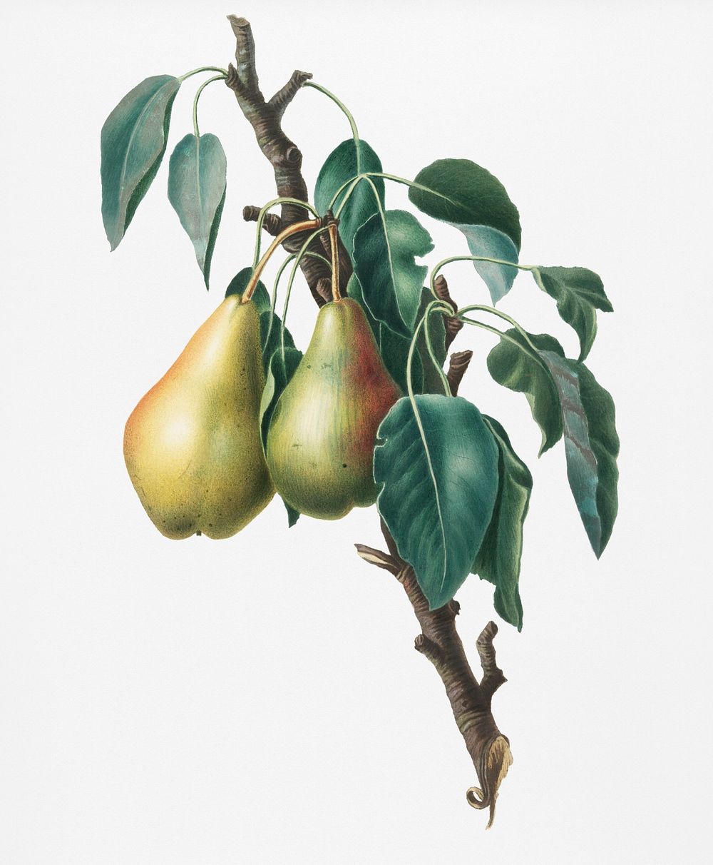 Lemon Pear (Pyrus limonia) from Pomona Italiana (1817 - 1839) by Giorgio Gallesio (1772-1839). Original from New York public…