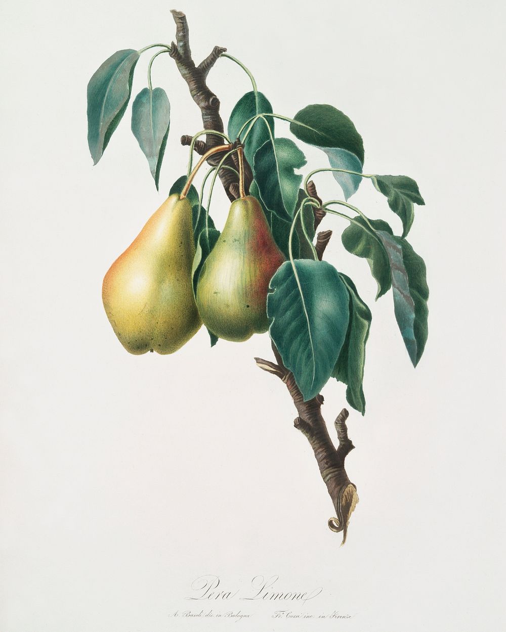 Lemon Pear (Pyrus limonia) from Pomona Italiana (1817 - 1839) by Giorgio Gallesio (1772-1839). Original from The New York…