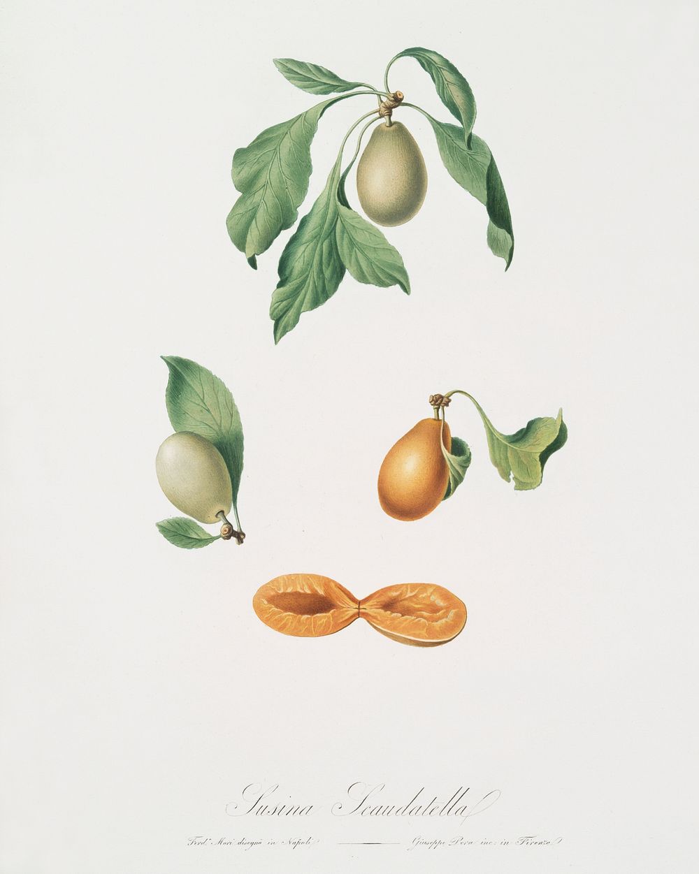 Prune (Prunus hyemalis) from Pomona Italiana (1817 - 1839) by Giorgio Gallesio (1772-1839). Original from The New York…