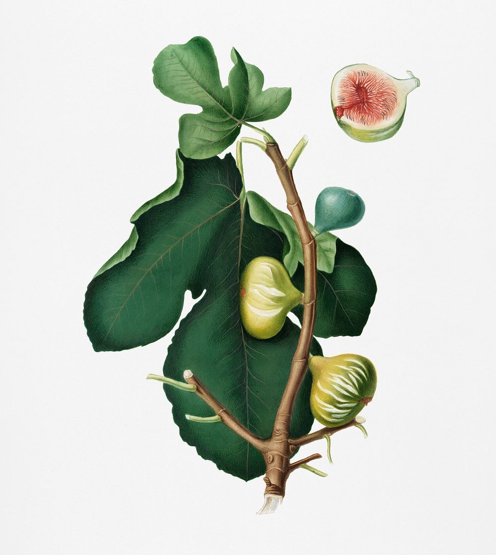 White-peel fig (Ficus carica sativa) from Pomona Italiana (1817 - 1839) by Giorgio Gallesio (1772-1839). Original from New…