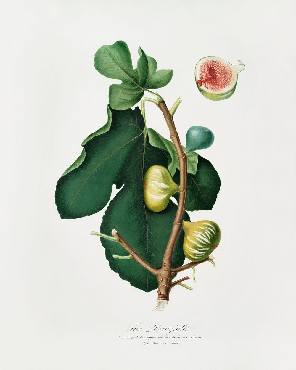 White-peel fig (Ficus carica sativa) from Pomona Italiana (1817 - 1839) by Giorgio Gallesio (1772-1839). Original from The…
