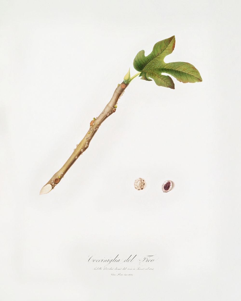 Fig (Coccus ficus caricae) from Pomona Italiana (1817 - 1839) by Giorgio Gallesio (1772-1839). Original from The New York…