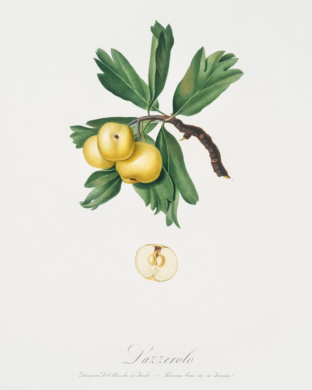 Hawthorn (Crataegus poliossea sterilis) from Pomona Italiana (1817 - 1839) by Giorgio Gallesio (1772-1839). Original from…