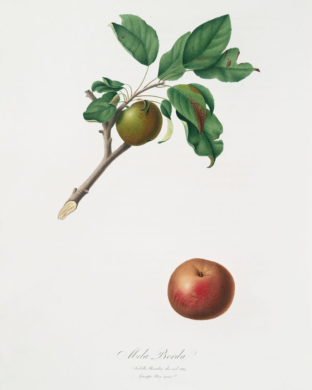 Apple (Malus ruginea) from Pomona Italiana (1817 - 1839) by Giorgio Gallesio (1772-1839). Original from The New York Public…
