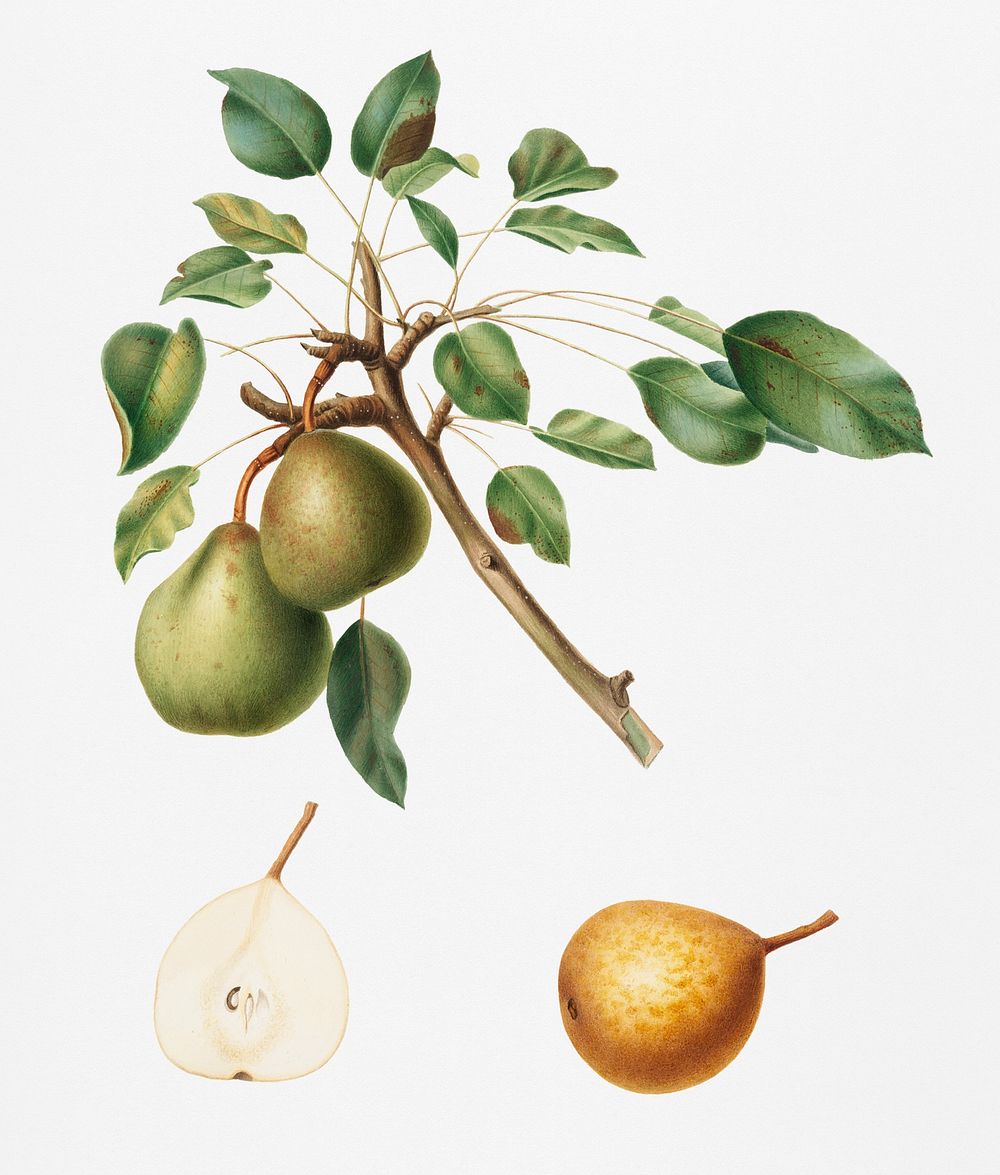 Pear (Pyrus Dugalis) from Pomona Italiana (1817 - 1839) by Giorgio Gallesio (1772-1839). Original from New York public…