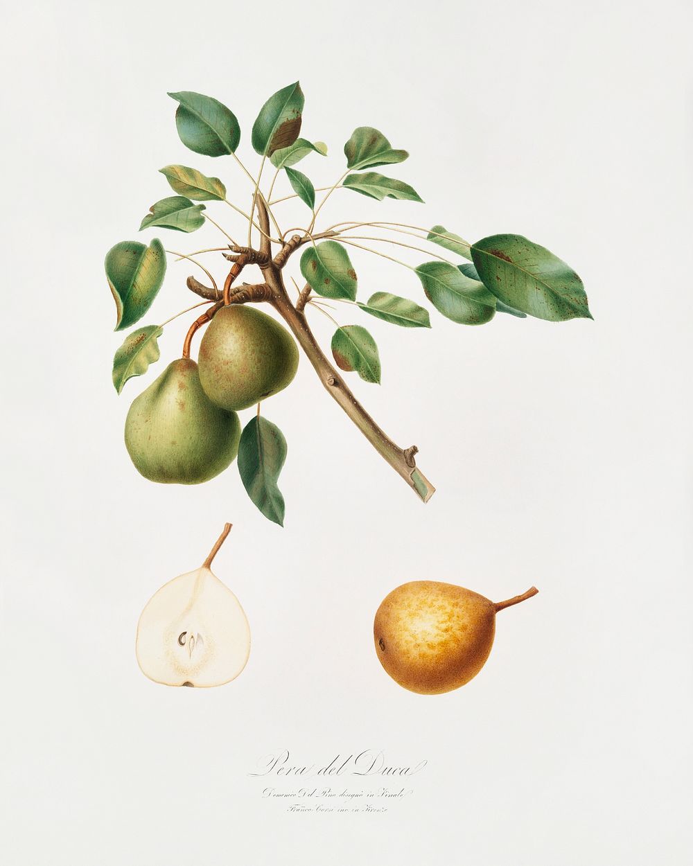Pear (Pyrus Dugalis) from Pomona Italiana (1817 - 1839) by Giorgio Gallesio (1772-1839). Original from The New York Public…