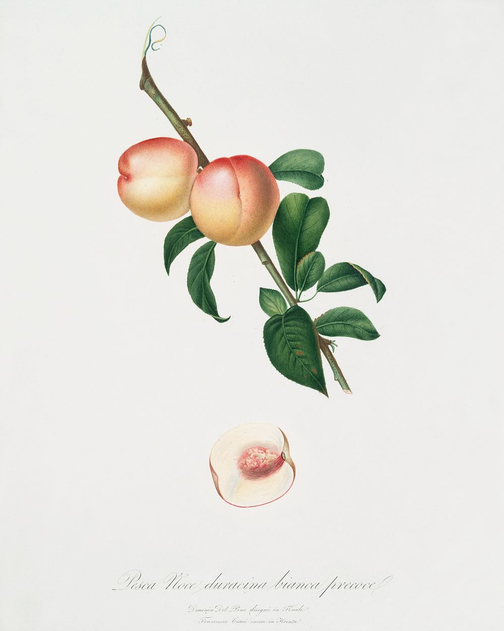 White walnut (Persica psillidermis) from Pomona Italiana (1817 - 1839) by Giorgio Gallesio (1772-1839). Original from The…