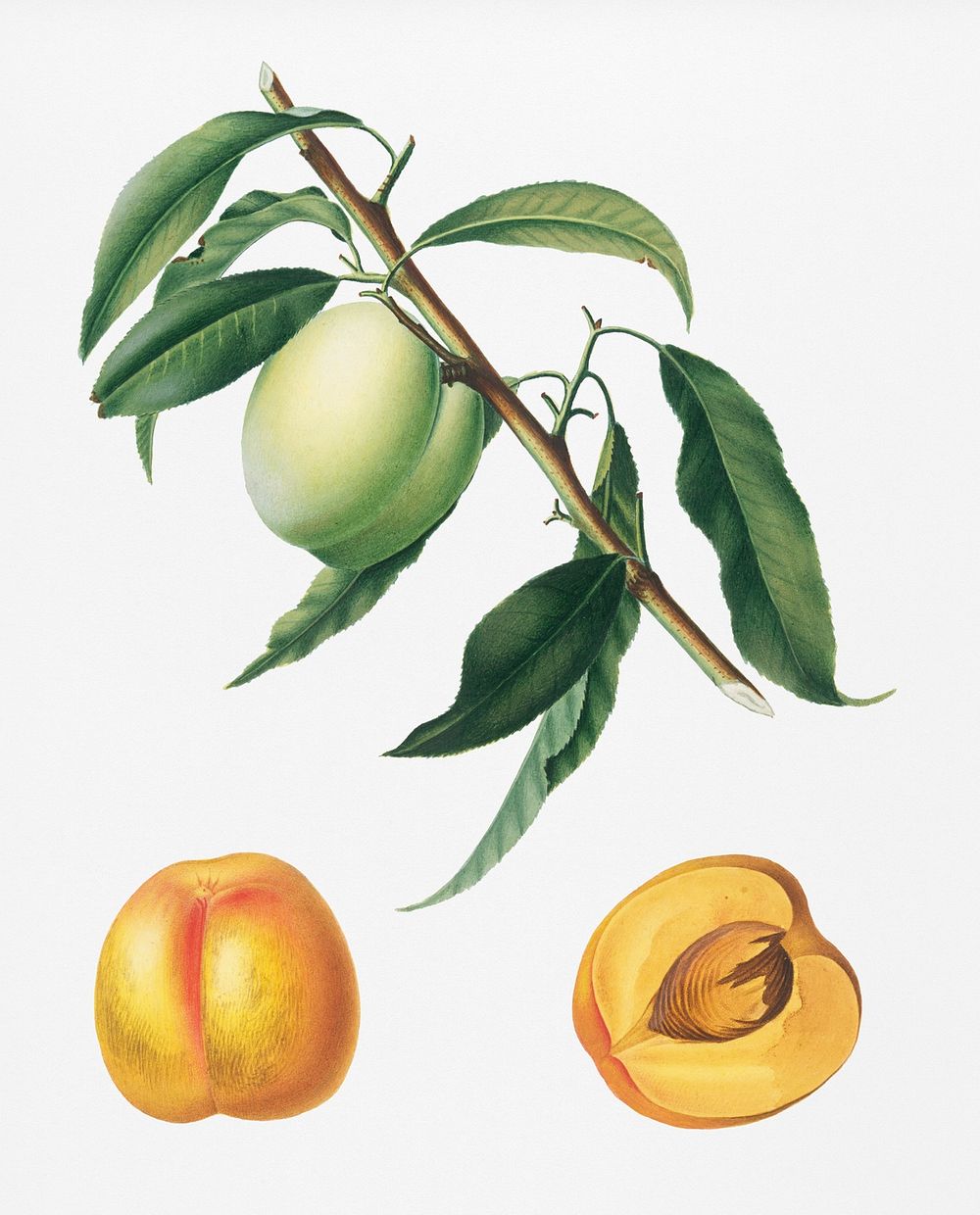 Apricot (Pesca Natalina) from Pomona Italiana (1817 - 1839) by Giorgio Gallesio (1772-1839). Original from New York public…