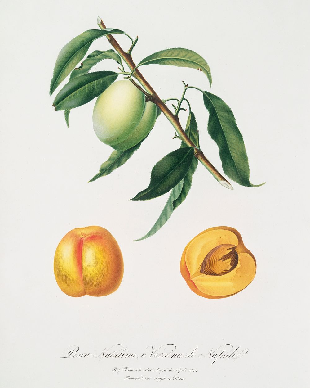 Apricot (Pesca Natalina) from Pomona Italiana (1817 - 1839) by Giorgio Gallesio (1772-1839). Original from The New York…