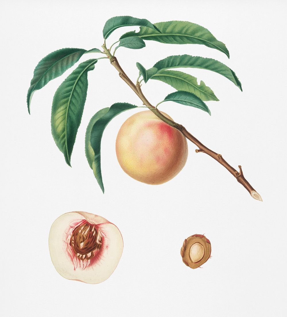 White speckled Peach (Burrona bianca) from Pomona Italiana (1817 - 1839) by Giorgio Gallesio (1772-1839). Original from New…
