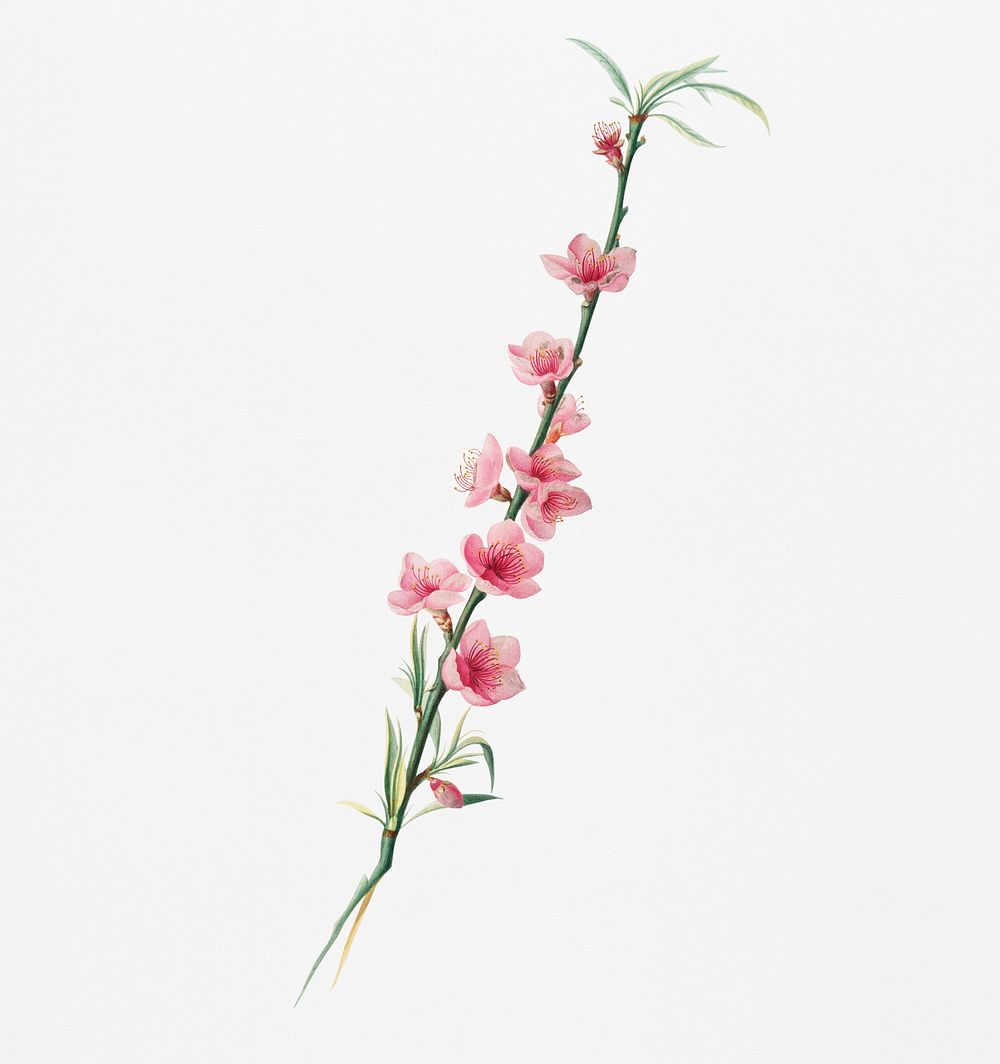 Peach blossoms (Prunus persica) from Pomona Italiana (1817 - 1839) by Giorgio Gallesio (1772-1839). Original from New York…