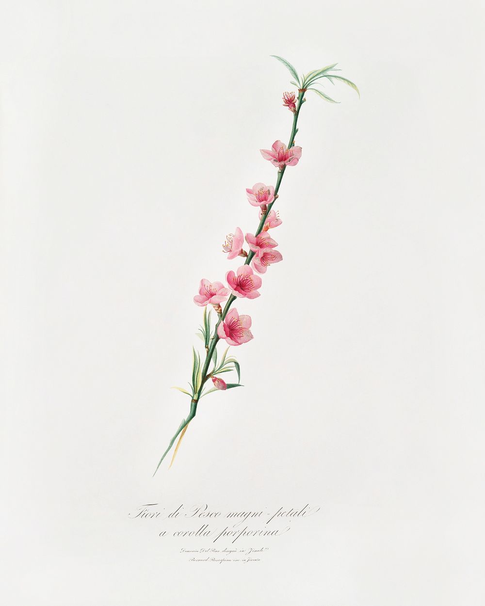 Peach blossoms (Prunus persica) from Pomona Italiana (1817 - 1839) by Giorgio Gallesio (1772-1839). Original from The New…