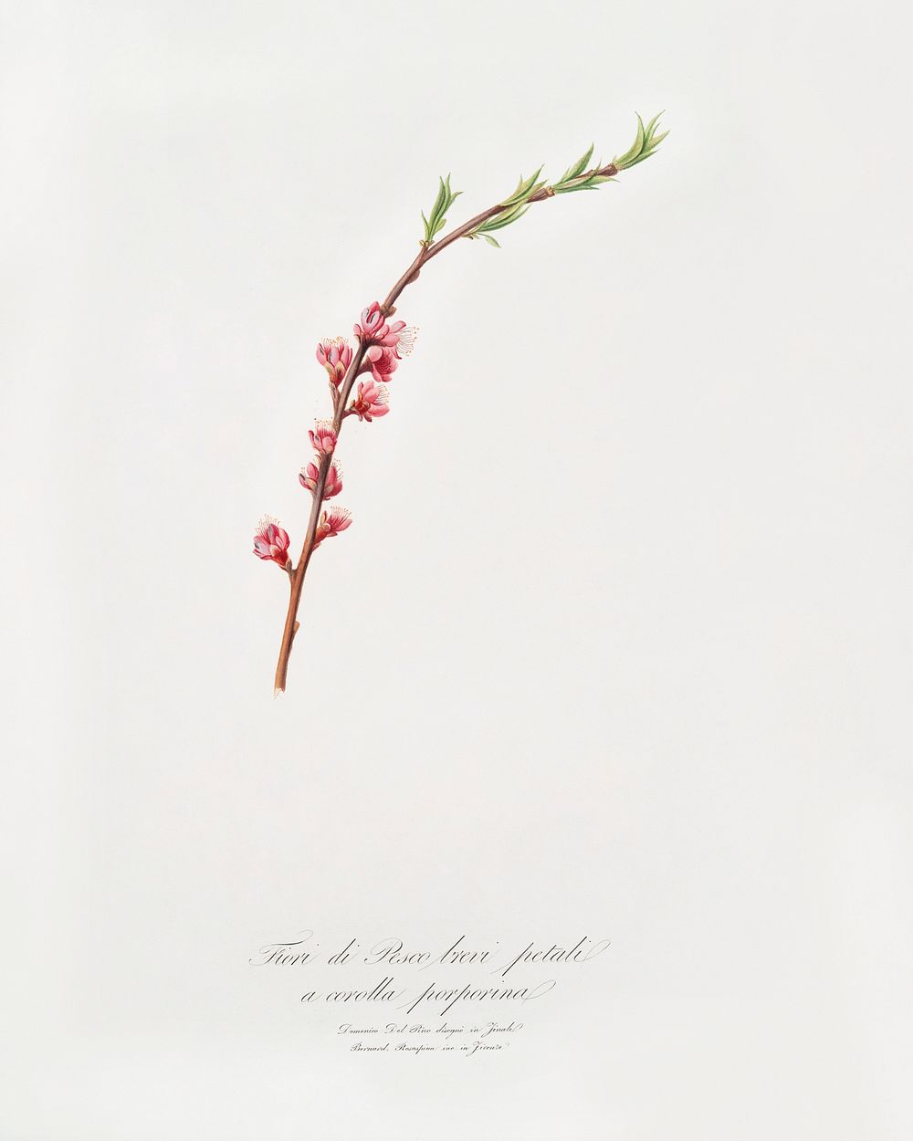 Peach blossom (Prunus persica) from Pomona Italiana (1817 - 1839) by Giorgio Gallesio (1772-1839). Original from The New…