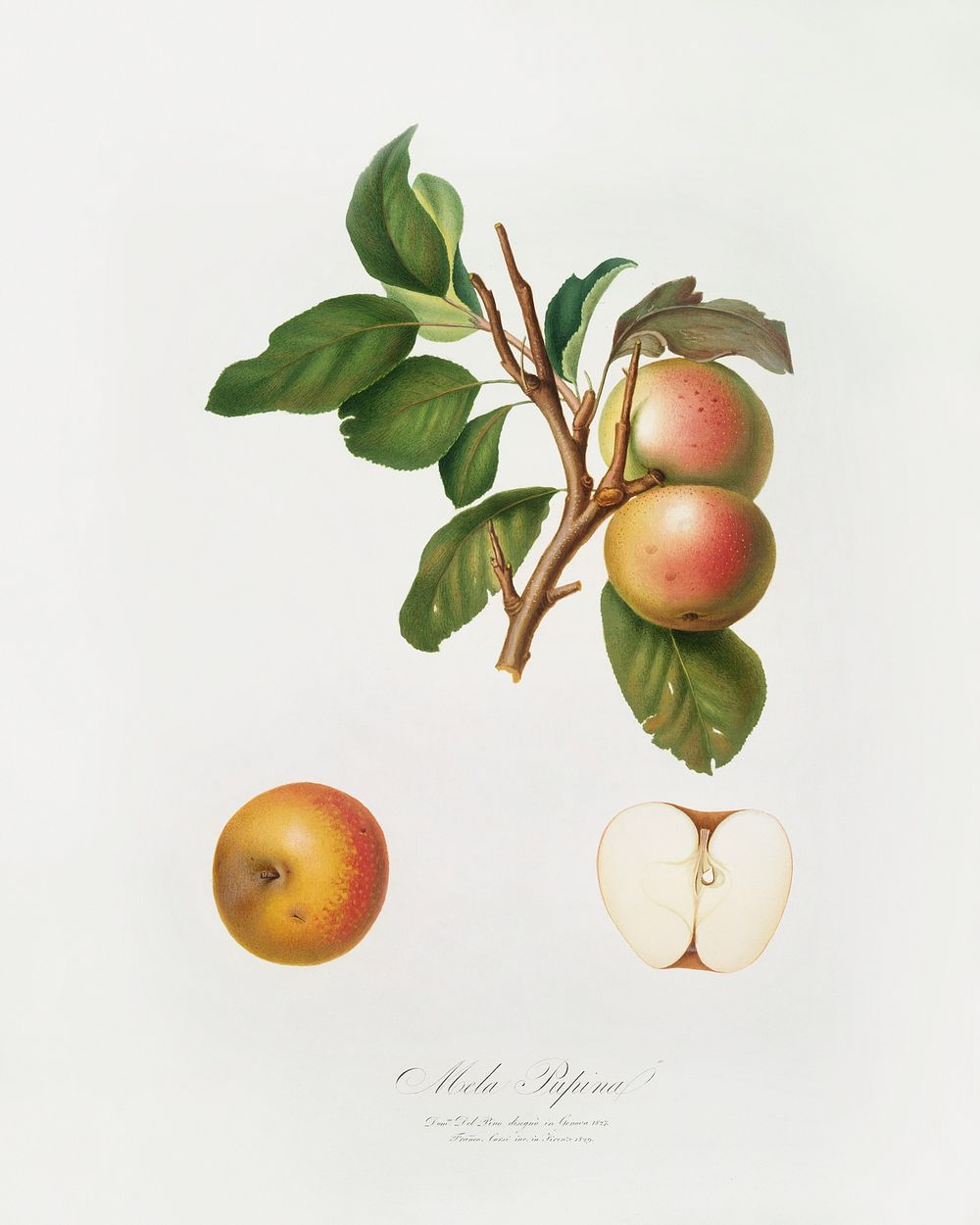 Pupina Apple (Malus appenninensis) from Pomona Italiana (1817 - 1839) by Giorgio Gallesio (1772-1839). Original from The New…