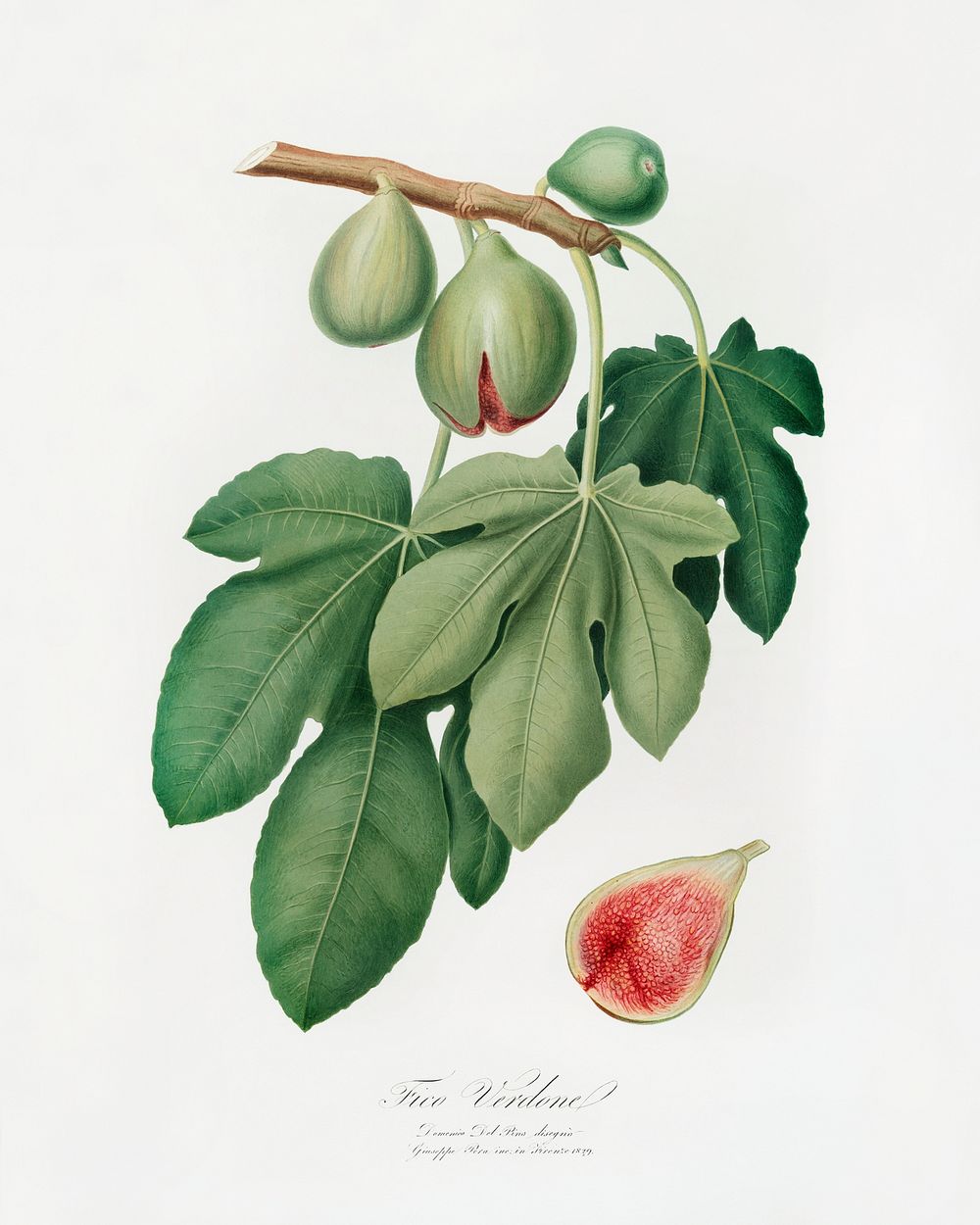 Fig (Ficus carica) from Pomona Italiana (1817 - 1839) by Giorgio Gallesio (1772-1839). Original from The New York Public…